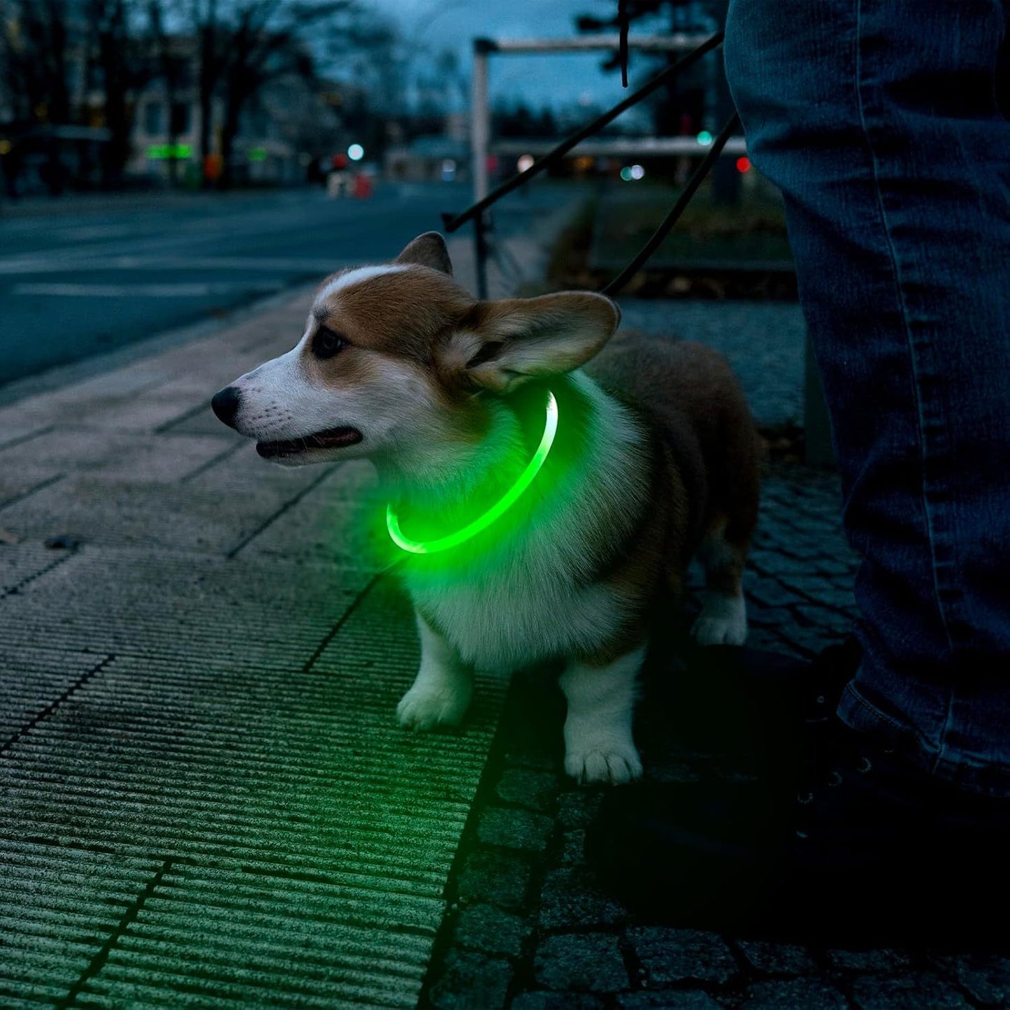 Collier lumineux pour chats et chiens à LED, rechargeable par USB – Collier de sécurité lumineux qui brille dans le noir pour vous et votre animal de compagnie.