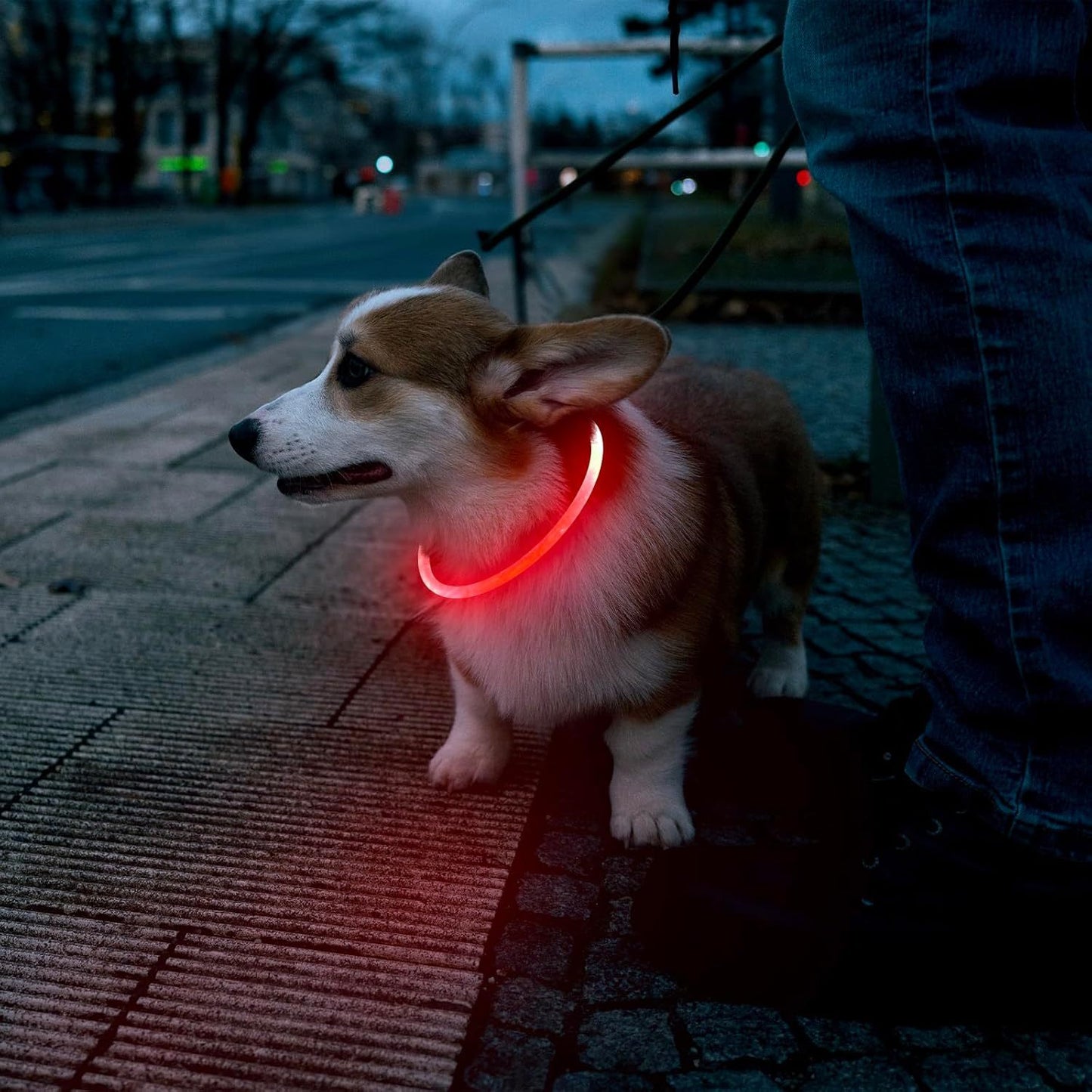 Collier lumineux pour chats et chiens à LED, rechargeable par USB – Collier de sécurité lumineux qui brille dans le noir pour vous et votre animal de compagnie.