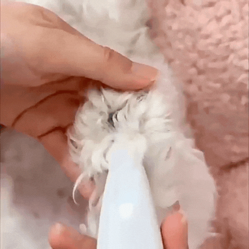 LumiPatte - Toilettez votre chien en toute sérénité